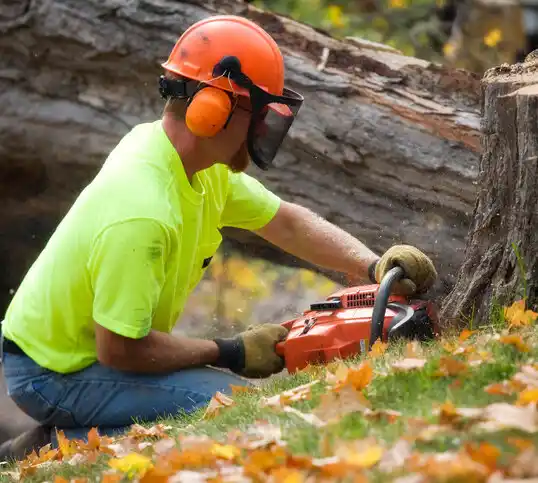 tree services Park Rapids